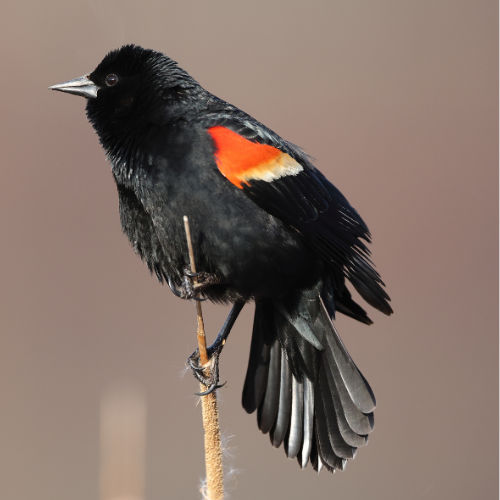 Black bird Blackbirds | Game Commission | Commonwealth of Pennsylvania